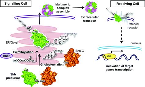 New chemical probes targeting cholesterylation of Sonic