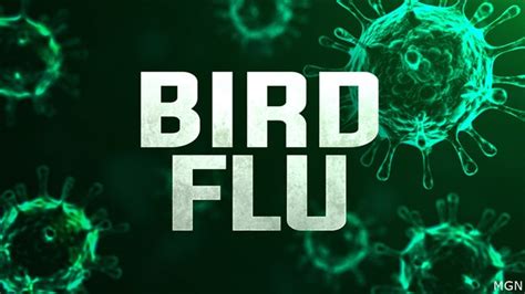 New deadly bird flu cases reported in Iowa, joining 3 other states as disease resurfaces