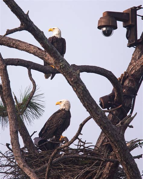 New eaglet hatches at Southwest Florida eagle nest