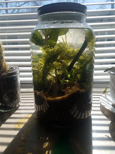 New ecosphere i made from my neighborhood creek in Charlotte …