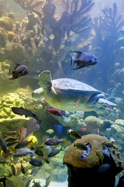 New england aquarium. The Giant Ocean Tank is 23 feet deep, 40 feet wide, and holds 200,000 gallons of salt water. How many different marine animals can you observe in our four-story Caribbean coral reef exhibit? 