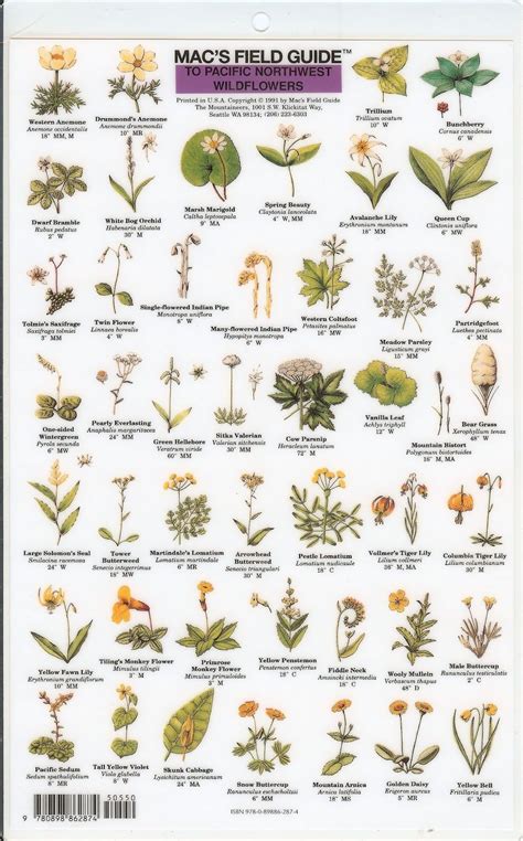 New england wildflowers a guide to common plants wildflower series. - Medical image computing and computer-assisted intervention.