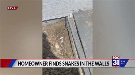 New homeowner finds snakes in walls, under home