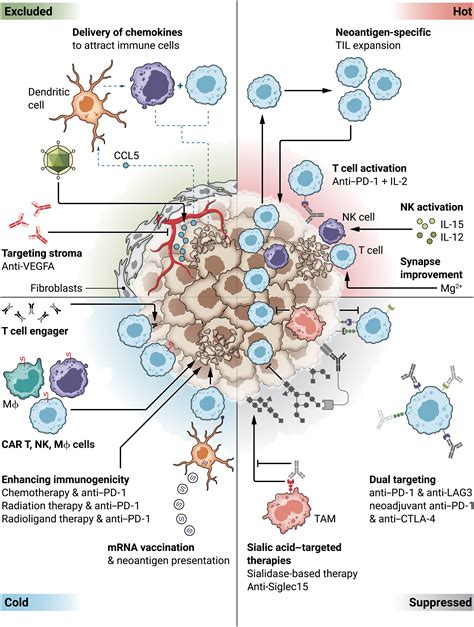 New immunotherapy drugs. Things To Know About New immunotherapy drugs. 