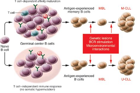 New insights into the pathogenesis of chronic lymphocytic leukemia