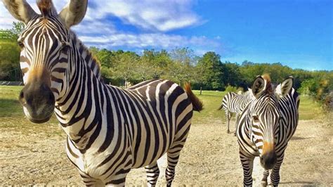 New jersey zoos. Six Flags Wild Safari Drive Thru Adventure. 732-928-1821 | Ocean County. Jackson, New Jersey. 