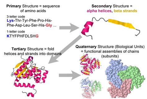 New method to determine how proteins are organized on the …