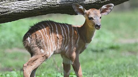 New nyala calf debuts at Brookfield Zoo