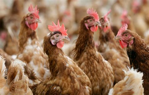 New organic rules announced by USDA tighten restrictions on livestock and poultry producers