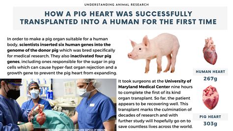 New pig-to-human organ center in Virginia aims to further life-saving transplants