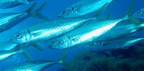 New report: Keep the small fish plentiful to ensure ocean health