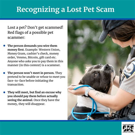 New scam targets people who post lost pets on social media, officials warn