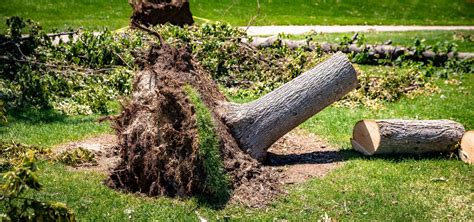 New site added for tree debris drop-off in Douglas County