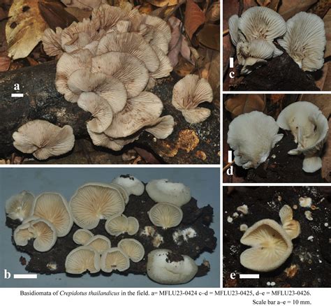 New species of Clitocybe and Crepidotus (Agaricales) from …