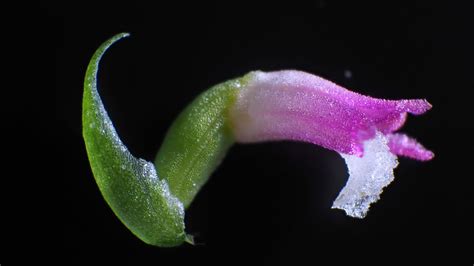 New species of orchid discovered in Japan, petals look glass-spun