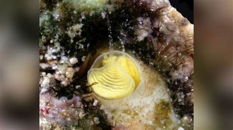 New species of sea snail, Cayo margarita, named with Jimmy Buffett in mind