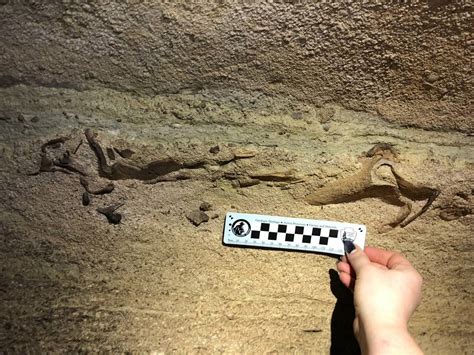 New species of shark discovered in Mammoth Cave National Park in Kentucky