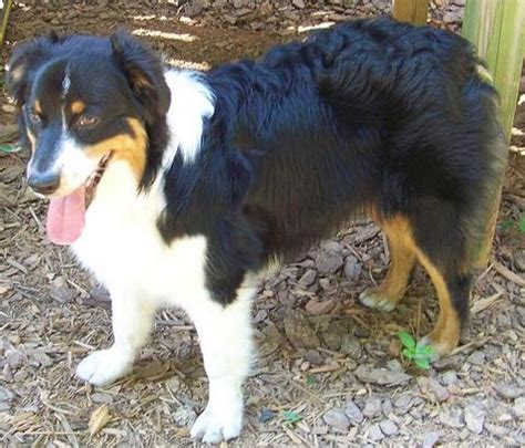 Meet Lady Belle, an Australian Shepherd Dog for adoption, at New Spirit 4 Aussie Rescue in Edgefield, SC on Petfinder. Learn more about Lady Belle today. 