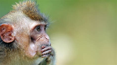 New study on monkeys using stone tools raises questions about evolution