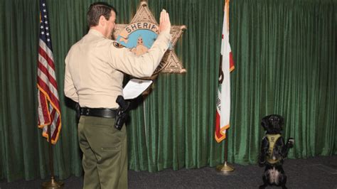 New therapy K9 raises paw, gets sworn into Ventura County Sheriff’s Office 