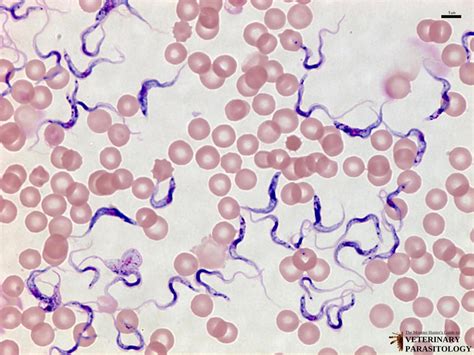 New trypanosoma of the vampirops lineatus. - Saab and repair manual download 9 3.