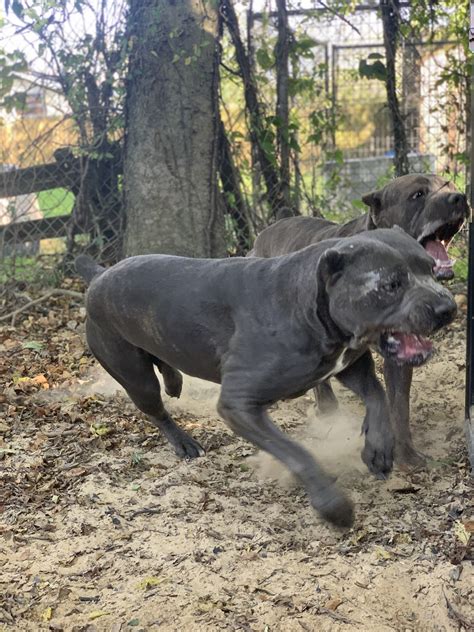 New Wave Cane Corso, Houston, Texas. 2,209 likes · 18 talking about this · 1 was here. New Wave Cane Corso. 