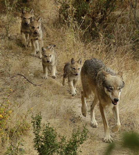 New wolf pack confirmed in Tulare County