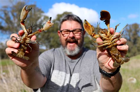 New yabby species announced - PressReader