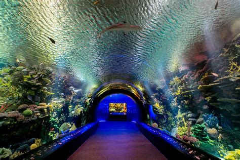 New york aquarium brooklyn ny. Purchase Tickets Online. Go below the surface and meet the amazing animals, including sharks, rays, sea turtles, and more, that live right off the Coney Island Boardwalk. 