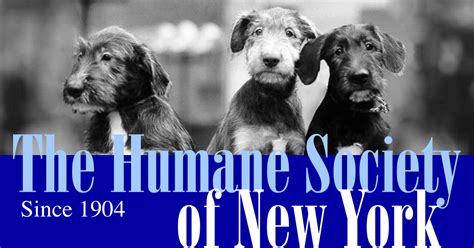 New york humane society. In an open letter to the Humane Society of New York (HSNY), two New York City Council Members have suggested that the large and prominent NYC shelter relocate their adoptable animals to “another facility that is open to the public, where the prospect of adoption is much greater,” or to “foster homes” so that “these animals have … 