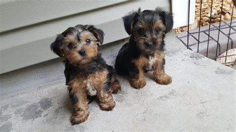 New york puppies. The typical price for Yorkshire Terrier puppies for sale in New York, NY may vary based on the breeder and individual puppy. On average, Yorkshire Terrier puppies from a breeder in New York, NY may range in price from $2,000 to $3,500. …. 