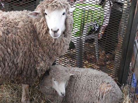 New york sheep and wool festival 2018. .  ...
