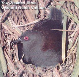 New zealand birds a sound guide vol 4 banded rail. - Inventario dell'archivio falcò pio di savoia.