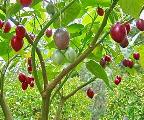 To grow a tamarillo plant from seed, save the seeds from ripe fruits.