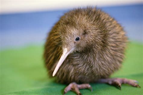 New zealand why kiwi. Kiwi birds also have the widest gape, or mouth opening of any New Zealand forest birds. This enables it to swallow, digest and disperse fruits and seeds Baby Kiwi birds will also eat s mall pebbles, and tw igs, which are stored in the gizzard, to help digest food when Kiwi birds get older. The kiwi is a nocturnal bird. 