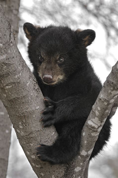 Newborn Black Bear Cubs