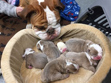 Newborn English Bulldog Puppies For Sale