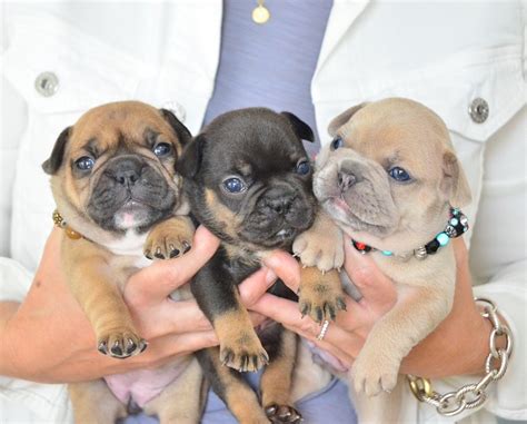 Newborn French Bulldog Puppy Care