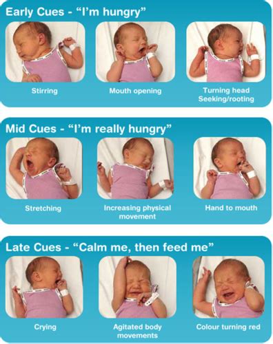 Newborn Nutrition AQ Flashcards Quizlet