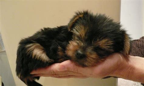 Newborn Yorkies Puppies - Caring For Newborn Yorkie Puppy …