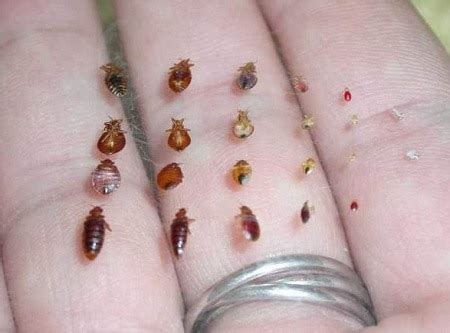Newborn bed bugs. Young bed bugs (also called nymphs), in general, are: smaller, translucent or whitish-yellow in color; and. if not recently fed, can be nearly invisible to the naked eye … 