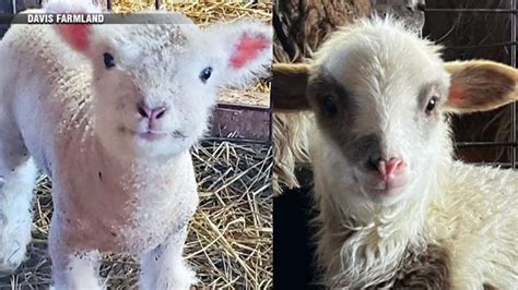 Newborn lambs are newest addition to Sterling petting zoo