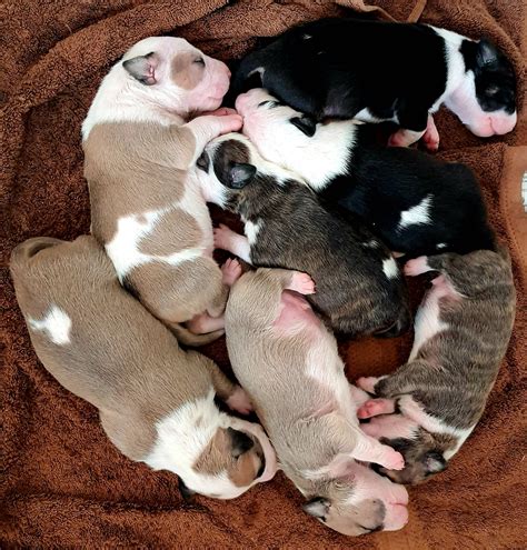 Make a gruel by blending a good-quality dry puppy food with commercial milk replacer. Put the gruel in a low pan. As the puppies discover how to lap up the gruel, you can gradually thicken the mixture. Feed gruel four times a day. By week six, most puppies can eat a diet of dry puppy food.. 