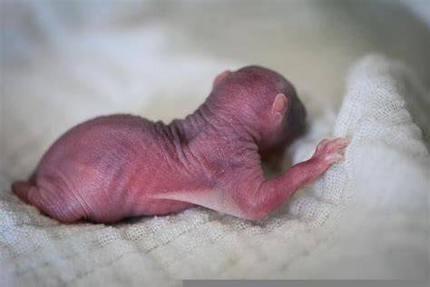 Newborn squirrel vs rat.  Baby squirrels are born hairless and blind, while...