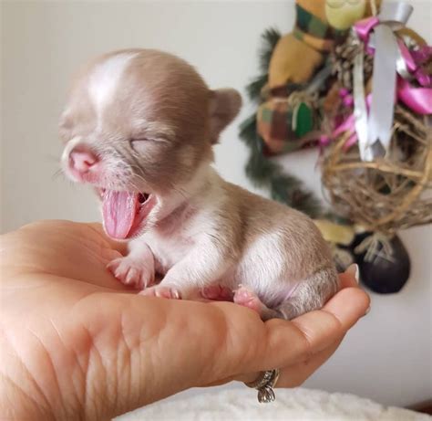 Newborn teacup chihuahua. You can find this pup in white, black, cream, fawn, gold, or chocolate. What Size Is a Teacup Chihuahua? Teacup chihuahuas live up to their name and are a very small breed of dog. This pup will not grow larger than three pounds in weight and around six inches in height, though most teacup chihuahuas are a bite smaller than this. 