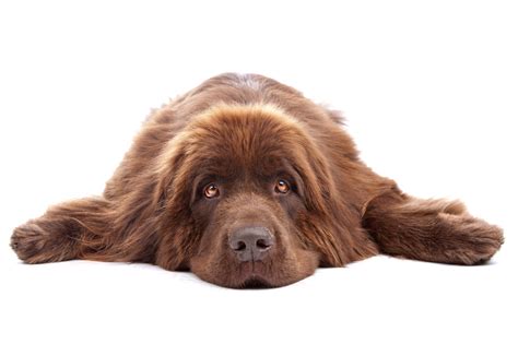 Newfoundland animal rescue. It is jam packed with awesome info that will help you on your adoption journey! Known for their swimming abilities, the Newfoundland has webbed feet and a coat that is resistant to water. Originally from Canada, these dogs are intelligent and strong, loyal to their owners, and loving. They are known for being “gentle giants” and are ... 