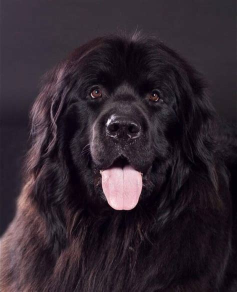 Newfoundland dog mix with lab. Along with a muscular body, they have a big chest, a medium-sized muzzle, and a strong bone structure. Lastly, the Newfoundland border collie mix puppies may have webbed feet just like Newfoundland.. Border Newfie size: On average, the Border Newfie Puppies can stand 20 to 28 inches long with full sparkling and alert posture. A female Border Collie … 