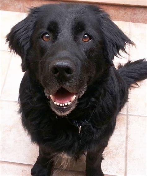 Newfoundland dog mixed with black lab. The Labrador retriever also originated in Newfoundland from the St. John's water dog, bred to aid the cod fishermen. The breed was exported to England in the early 1800s and called the Labrador to differentiate it from the Newfoundland. It was in Great Britain that these canines of North American ancestry were developed into their … 