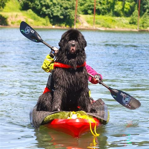 Newfoundland dog rescue. Things To Know About Newfoundland dog rescue. 
