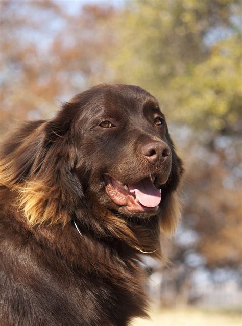 While these two breeds have some similar looks, they are quite different in size. Although they share the same place of origin, the Newfoundland and Labrador breeds look very different.Labs are generally considered a medium to large sized dog, with males weighing 65 to 80 pounds and females around 55 to 70 pounds.They stand at 21 to 24 …